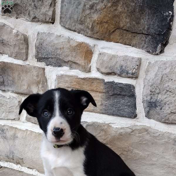 Green, Border Collie Puppy